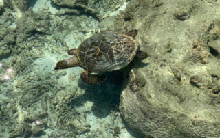image00005