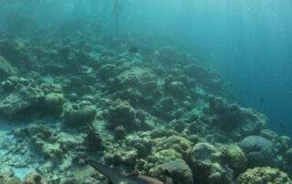 image00013