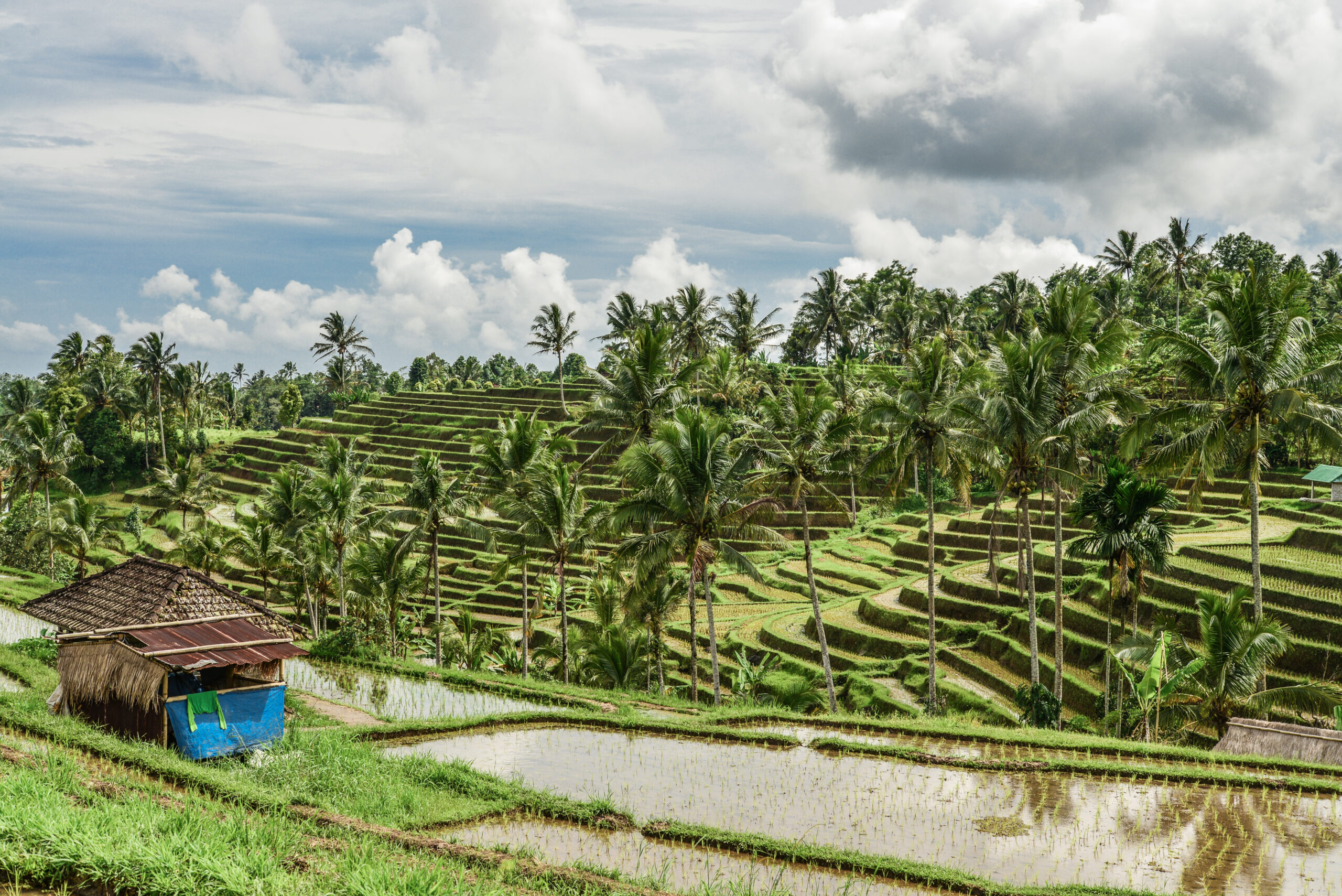 Green rice fields on Bali island
