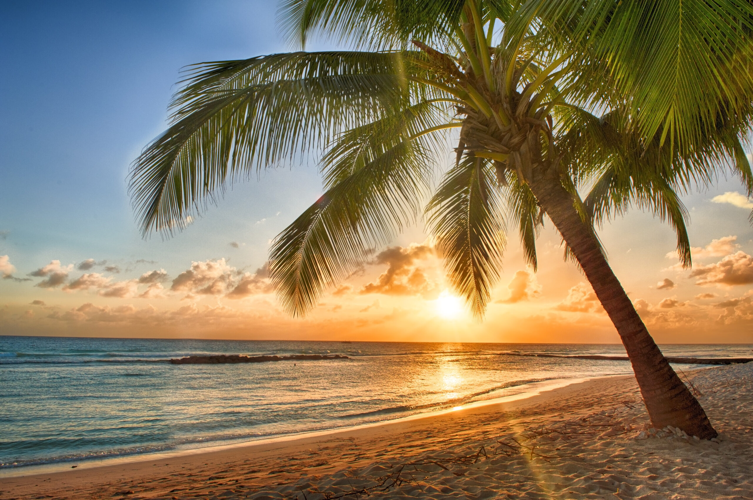 Beautiful vivid sunset over the coco palm in Barbados