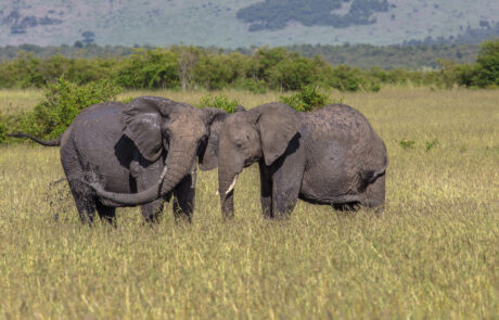 Wild elephant in Maasai Mara National Reserve, Kenya.