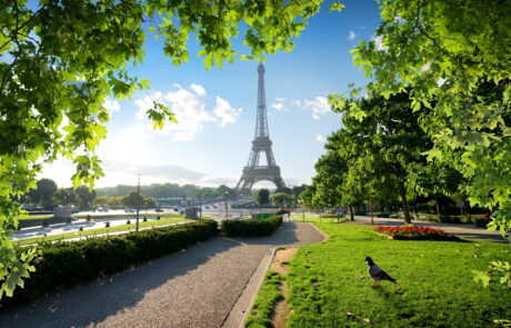 Dove and Eiffel Tower