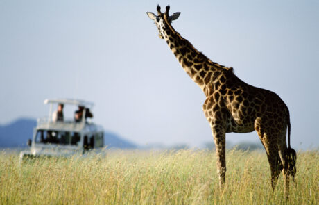 giraffe