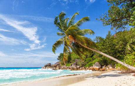 Seychelles Anse Georgette beach Praslin island palm vacation holidays paradise sea