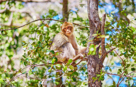 Barbary Apes in the Cedar Forest in Northern Morocco
