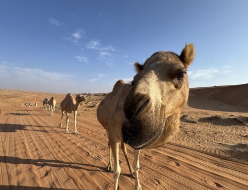 Reisebericht Oman von Patrick Tobler